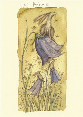 Harebells